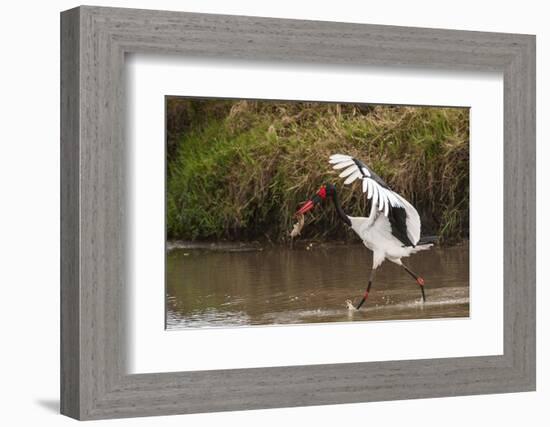 Kenya, saddle-billed stork, with fish-George Theodore-Framed Photographic Print