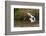 Kenya, saddle-billed stork, with fish-George Theodore-Framed Photographic Print