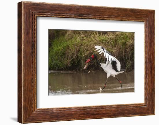 Kenya, saddle-billed stork, with fish-George Theodore-Framed Photographic Print