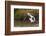 Kenya, saddle-billed stork, with fish-George Theodore-Framed Photographic Print