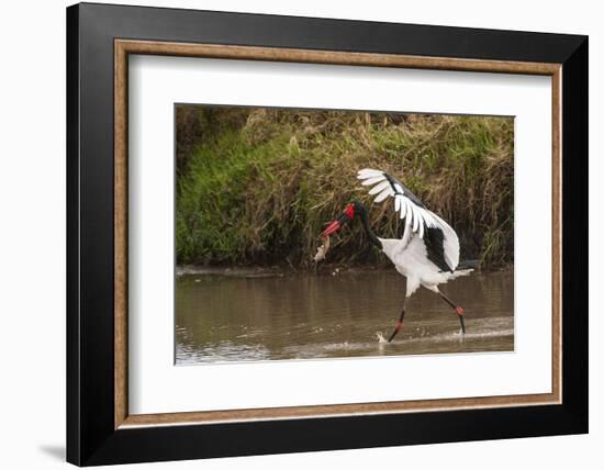 Kenya, saddle-billed stork, with fish-George Theodore-Framed Photographic Print