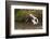 Kenya, saddle-billed stork, with fish-George Theodore-Framed Photographic Print