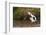 Kenya, saddle-billed stork, with fish-George Theodore-Framed Photographic Print