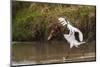 Kenya, saddle-billed stork, with fish-George Theodore-Mounted Photographic Print