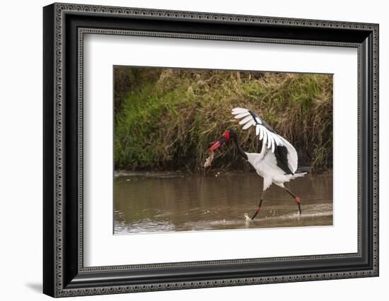 Kenya, saddle-billed stork, with fish-George Theodore-Framed Photographic Print