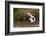 Kenya, saddle-billed stork, with fish-George Theodore-Framed Photographic Print