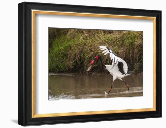 Kenya, saddle-billed stork, with fish-George Theodore-Framed Photographic Print