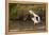 Kenya, saddle-billed stork, with fish-George Theodore-Framed Premier Image Canvas