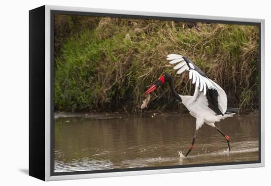 Kenya, saddle-billed stork, with fish-George Theodore-Framed Premier Image Canvas