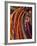 Kenya, Samburu Woman Wearing Decorative Beads-Thomasin Magor-Framed Photographic Print