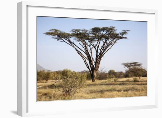 Kenya, Shaba National Park. a Magnificent Acacia Tortilis.-Niels Van Gijn-Framed Photographic Print