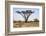 Kenya, Shaba National Park. a Magnificent Acacia Tortilis.-Niels Van Gijn-Framed Photographic Print