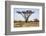Kenya, Shaba National Park. a Magnificent Acacia Tortilis.-Niels Van Gijn-Framed Photographic Print