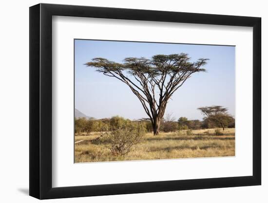 Kenya, Shaba National Park. a Magnificent Acacia Tortilis.-Niels Van Gijn-Framed Photographic Print