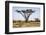 Kenya, Shaba National Park. a Magnificent Acacia Tortilis.-Niels Van Gijn-Framed Photographic Print