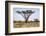 Kenya, Shaba National Park. a Magnificent Acacia Tortilis.-Niels Van Gijn-Framed Photographic Print