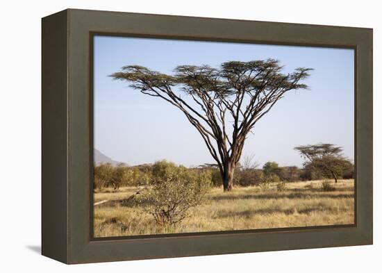 Kenya, Shaba National Park. a Magnificent Acacia Tortilis.-Niels Van Gijn-Framed Premier Image Canvas