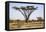 Kenya, Shaba National Park. a Magnificent Acacia Tortilis.-Niels Van Gijn-Framed Premier Image Canvas