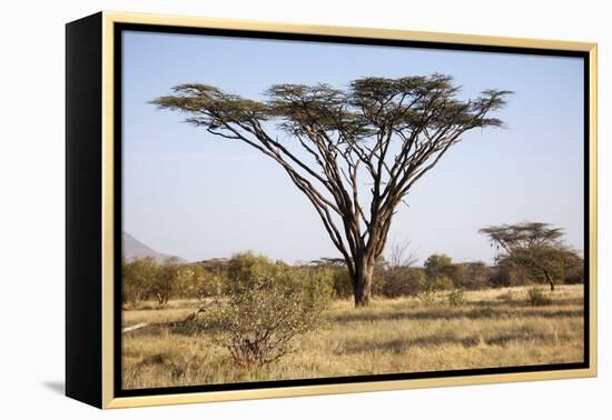 Kenya, Shaba National Park. a Magnificent Acacia Tortilis.-Niels Van Gijn-Framed Premier Image Canvas