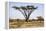 Kenya, Shaba National Park. a Magnificent Acacia Tortilis.-Niels Van Gijn-Framed Premier Image Canvas