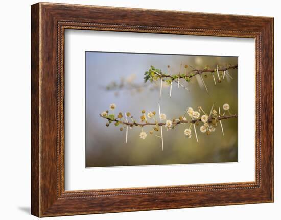 Kenya, Shaba National Park. Acacia Tree in Bloom-Niels Van Gijn-Framed Photographic Print