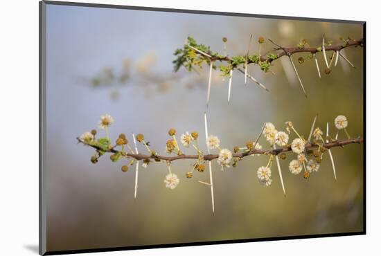 Kenya, Shaba National Park. Acacia Tree in Bloom-Niels Van Gijn-Mounted Photographic Print