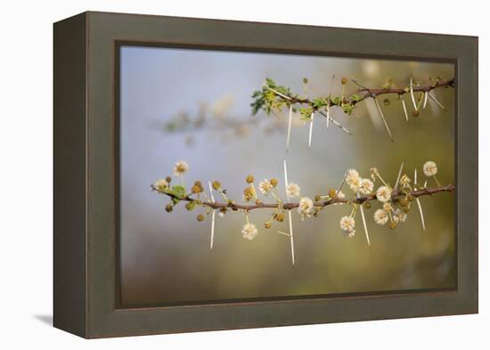 Kenya, Shaba National Park. Acacia Tree in Bloom-Niels Van Gijn-Framed Premier Image Canvas