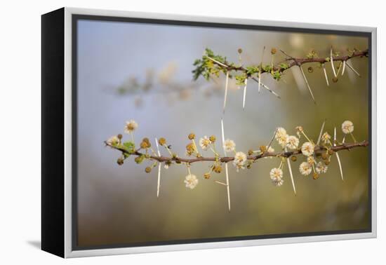 Kenya, Shaba National Park. Acacia Tree in Bloom-Niels Van Gijn-Framed Premier Image Canvas