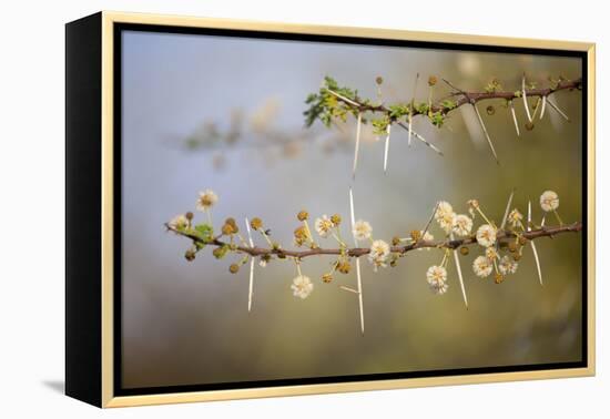 Kenya, Shaba National Park. Acacia Tree in Bloom-Niels Van Gijn-Framed Premier Image Canvas