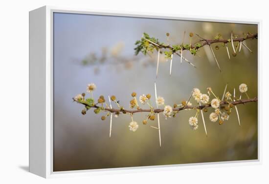 Kenya, Shaba National Park. Acacia Tree in Bloom-Niels Van Gijn-Framed Premier Image Canvas