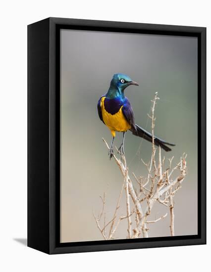 Kenya, Taita-Taveta County, Tsavo East National Park. a Golden-Breasted Starling-Nigel Pavitt-Framed Premier Image Canvas