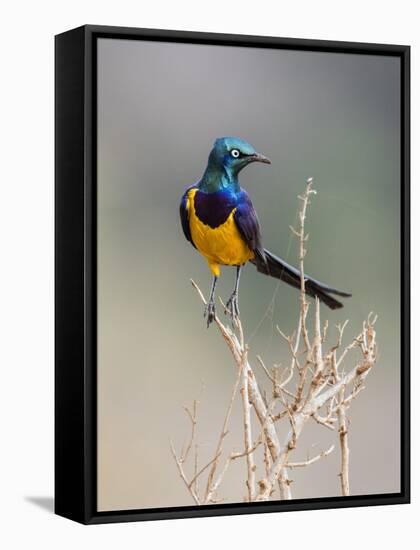 Kenya, Taita-Taveta County, Tsavo East National Park. a Golden-Breasted Starling-Nigel Pavitt-Framed Premier Image Canvas