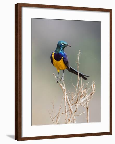 Kenya, Taita-Taveta County, Tsavo East National Park. a Golden-Breasted Starling-Nigel Pavitt-Framed Photographic Print