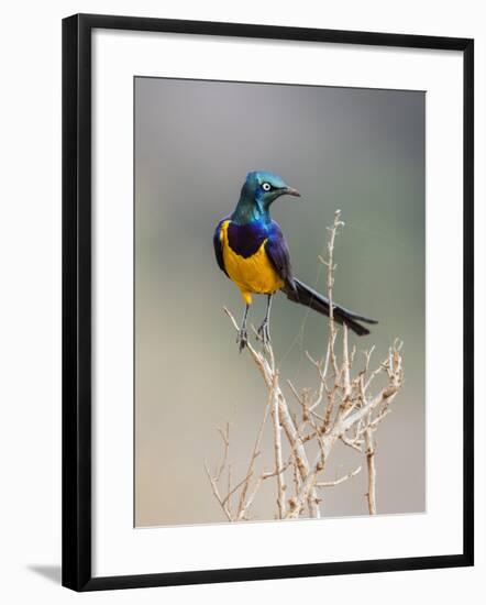 Kenya, Taita-Taveta County, Tsavo East National Park. a Golden-Breasted Starling-Nigel Pavitt-Framed Photographic Print