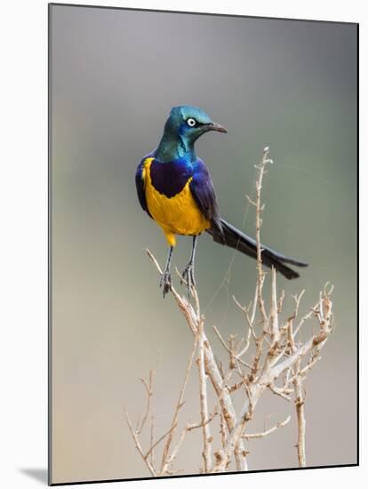 Kenya, Taita-Taveta County, Tsavo East National Park. a Golden-Breasted Starling-Nigel Pavitt-Mounted Photographic Print