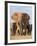 Kenya, Taita-Taveta County, Tsavo East National Park. a Herd of Elephants.-Nigel Pavitt-Framed Photographic Print