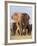 Kenya, Taita-Taveta County, Tsavo East National Park. a Herd of Elephants.-Nigel Pavitt-Framed Photographic Print