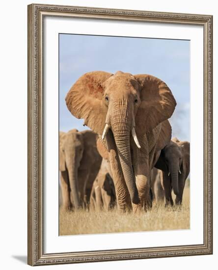 Kenya, Taita-Taveta County, Tsavo East National Park. a Herd of Elephants.-Nigel Pavitt-Framed Photographic Print