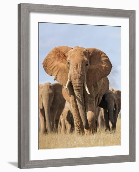 Kenya, Taita-Taveta County, Tsavo East National Park. a Herd of Elephants.-Nigel Pavitt-Framed Photographic Print