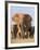 Kenya, Taita-Taveta County, Tsavo East National Park. a Herd of Elephants.-Nigel Pavitt-Framed Photographic Print