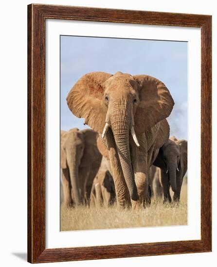 Kenya, Taita-Taveta County, Tsavo East National Park. a Herd of Elephants.-Nigel Pavitt-Framed Photographic Print