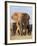 Kenya, Taita-Taveta County, Tsavo East National Park. a Herd of Elephants.-Nigel Pavitt-Framed Photographic Print