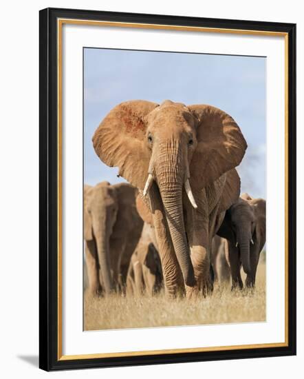 Kenya, Taita-Taveta County, Tsavo East National Park. a Herd of Elephants.-Nigel Pavitt-Framed Photographic Print