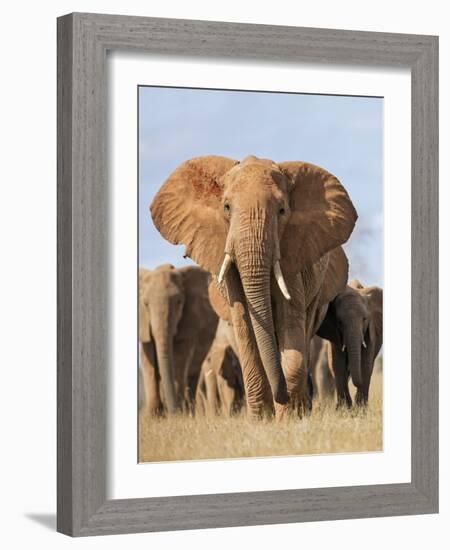 Kenya, Taita-Taveta County, Tsavo East National Park. a Herd of Elephants.-Nigel Pavitt-Framed Photographic Print