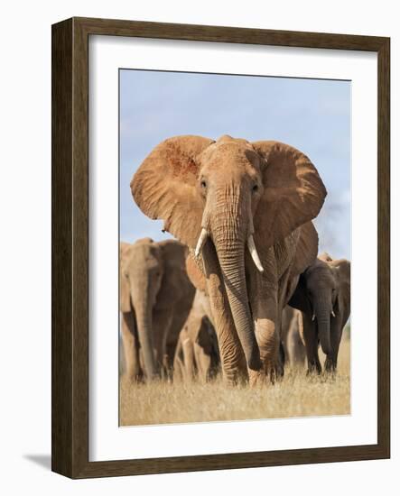 Kenya, Taita-Taveta County, Tsavo East National Park. a Herd of Elephants.-Nigel Pavitt-Framed Photographic Print