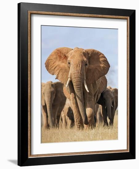 Kenya, Taita-Taveta County, Tsavo East National Park. a Herd of Elephants.-Nigel Pavitt-Framed Photographic Print