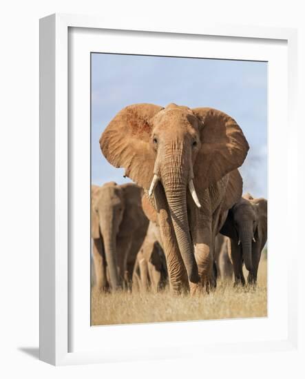 Kenya, Taita-Taveta County, Tsavo East National Park. a Herd of Elephants.-Nigel Pavitt-Framed Photographic Print