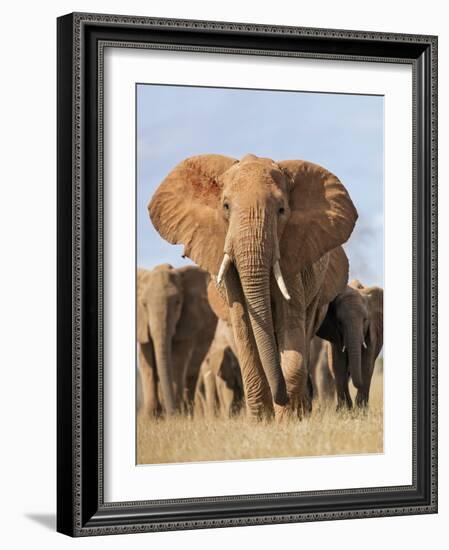 Kenya, Taita-Taveta County, Tsavo East National Park. a Herd of Elephants.-Nigel Pavitt-Framed Photographic Print