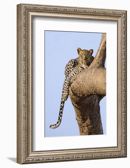 Kenya, Taita-Taveta County, Tsavo East National Park. a Leopard Lying on the Branch of a Tree.-Nigel Pavitt-Framed Photographic Print