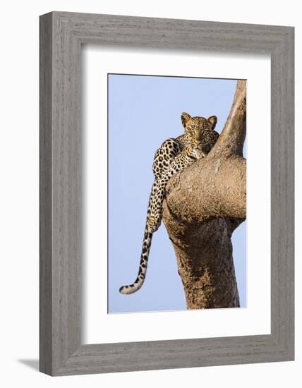 Kenya, Taita-Taveta County, Tsavo East National Park. a Leopard Lying on the Branch of a Tree.-Nigel Pavitt-Framed Photographic Print